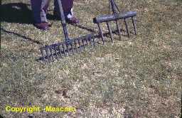  Solid tine forks were the only method of turfgrass aerification.