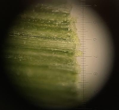 Sample of turfgrass leaf blade image from 100X Macroscope monocular shown through Macroscope 100X Scope