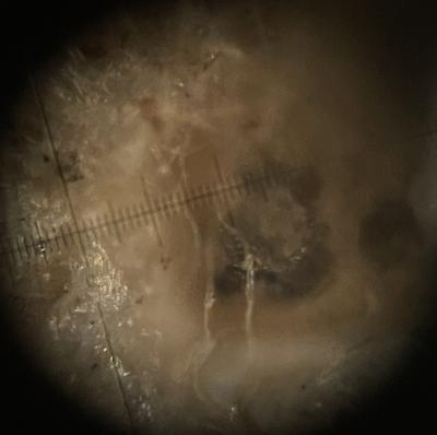 Sample of turfgrass root image at 100X shown through Macroscope monocular 100x power scope