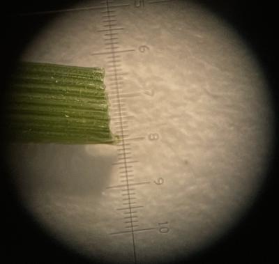 Sample of turfgrass leaf blade image from 20X Macroscope monocular shown through Macroscope 20x Scope