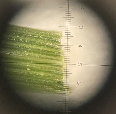 Sample of turfgrass leaf blade image from 40X Macroscope monocular shown through Macroscope 40x Scope