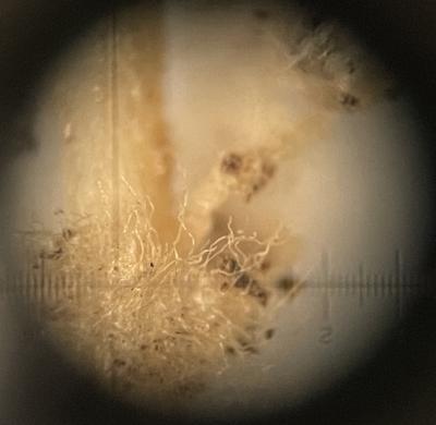 Sample of turfgrass root image at 40X shown through Macroscope monocular 40x power scope