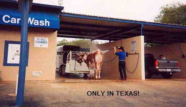 Turf-Tec Digest November 2004, One for the funny bone Photo - Cow Wash