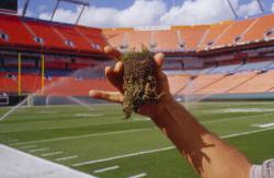 November 1999, Pro Player Stadium, Miami, FL. Turf is GN1 Bermudagrass with reinforced fibers two inches deep.
