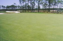 Old Collier Golf Club, Naples, FL.  Seashore Paspalum on fairways.  The course was being grown in and almost ready for play.