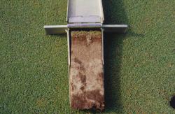 Soil profile of the same golf green after being renovated and replanted with one of the new ultra dwarf Bermuda grasses..  The profile is taken with the Mascaro Profile Sampler.