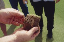 This is the close up of the Soil Profile taken with the Mascaro Profile Sampler of the seashore Paspalum on the golf green.