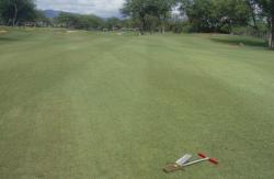 A fairway of Seashore Paspalum on New Ewa Beach Golf Club in Ewa Beach, Hawaii.  The water being used was 3600 PPM Salt and the soil was clay.  The superintendent was on a Gypsum program and the course was in the process of changing water sources.