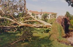 Some larger trees were also blown over like this Sea Grape tree at the Emerald Hills Country Club in Hollywood, FL.  Bob Harper is superintendent here.