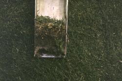 This is a soil profile taken with the Mascaro Profile Sampler at the University of Miami on another practice football field.  This field is sand based with fibers stabilizing the rootzone.  You can see one of the nylon fibers in the lower right.