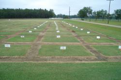 This is some of the plots at the IFAS Turfgrass Research Station in Jay (Outside Pensacola, FL).  These are some seeded Bermudagrass trails being conducted by the University of Florida